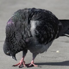 Columba livia domestica