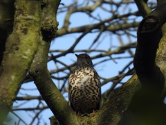 Turdus viscivorus
