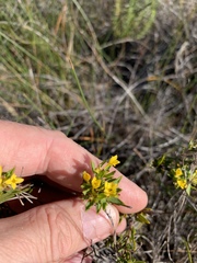 Gnidia juniperifolia