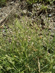 Spergularia pazensis