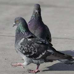 Columba livia domestica