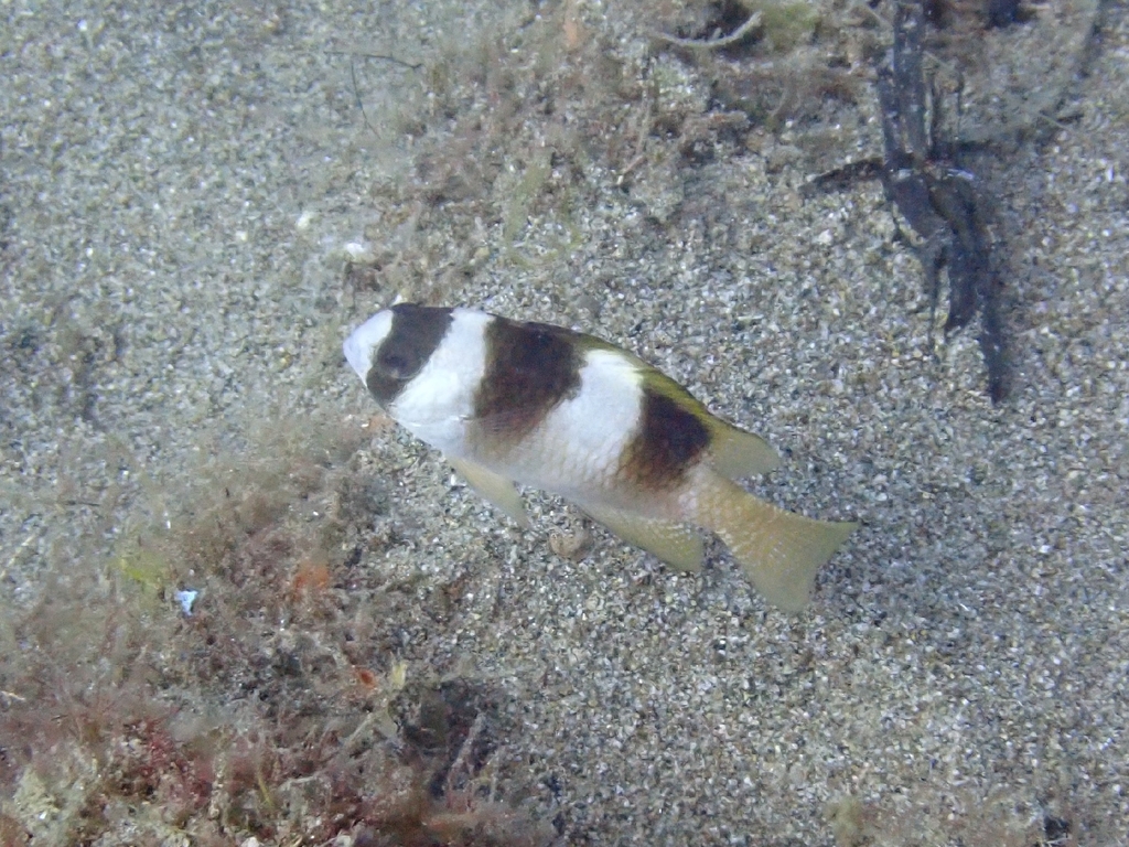 Black-banded Damsel