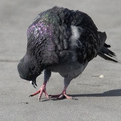 Columba livia domestica