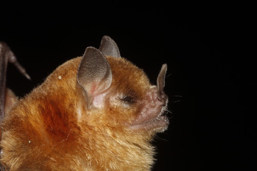 Northern Yellow-shouldered Bat