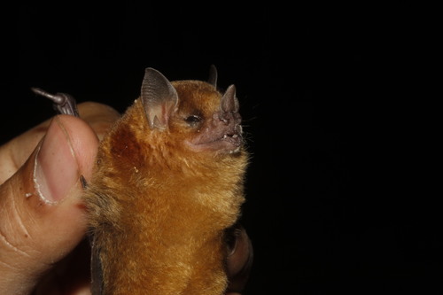 Northern Yellow-shouldered Bat