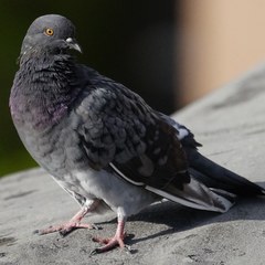 Columba livia domestica