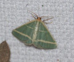 Mixocera latilineata