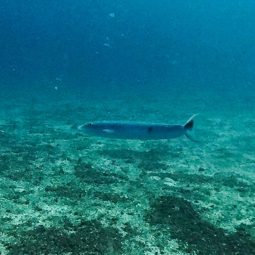 Malacanthus plumieri