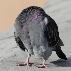 Columba livia domestica