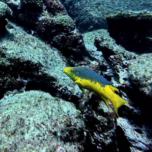 Bodianus rufus