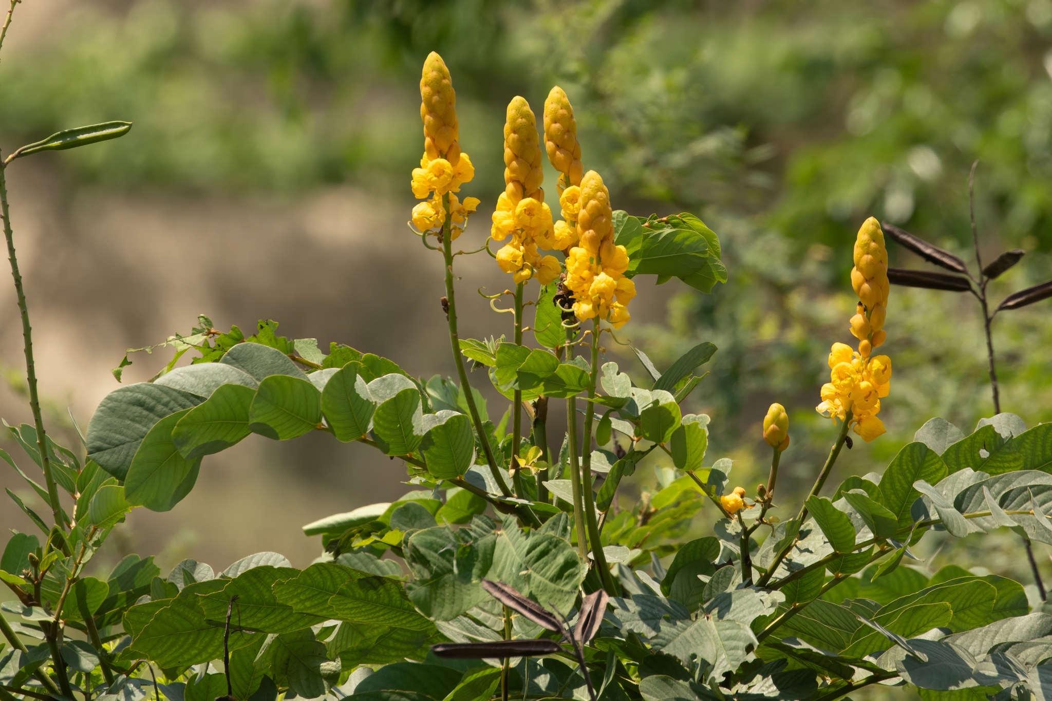 Senna alata — ảnh 2