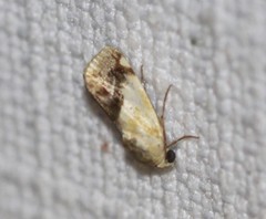 Acontia detrita