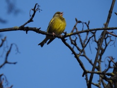 Chloris chloris