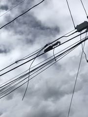 Sciurus niger rufiventer