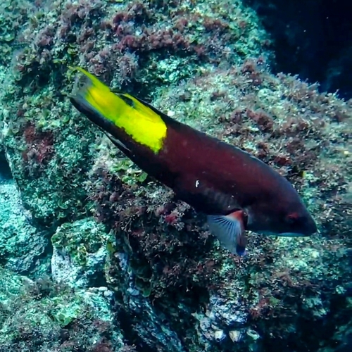 Bodianus pulchellus