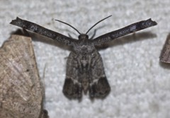 Phazaca interrupta