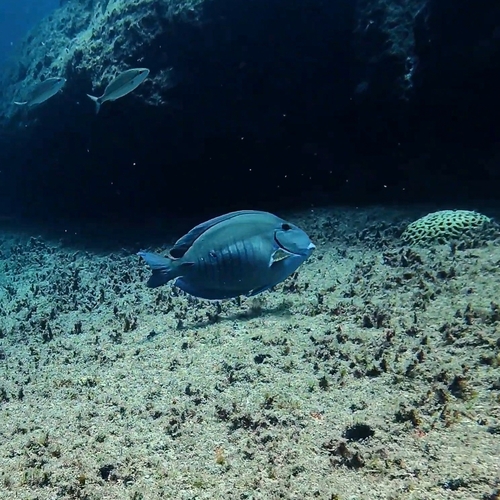 Acanthurus chirurgus
