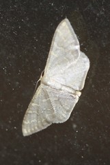 Idaea coercita