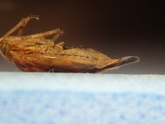 Chinamiris laticinctus