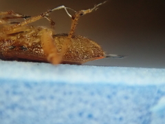 Chinamiris laticinctus