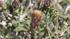 Brickellia frutescens