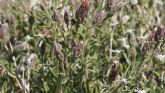 Brickellia frutescens