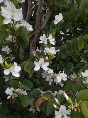 Bauhinia variegata candida
