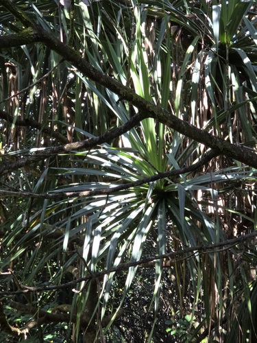 Pandanus tectorius observed 2026-01-13