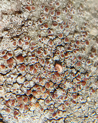 Lecanora cinereofusca