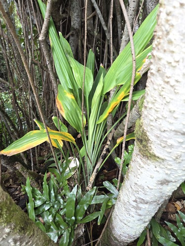 Dracaena aubryana, 2026-01-13