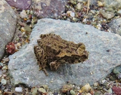 Rhinella poeppigii