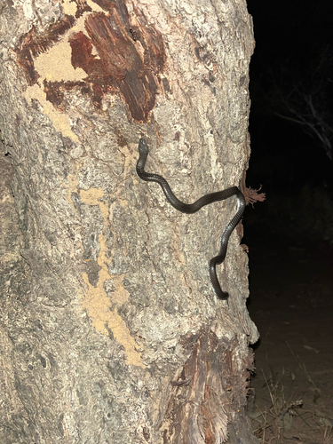 Cape Wolf Snake