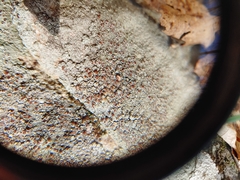 Lecanora cinereofusca