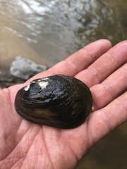 Lampsilis straminea