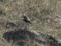 Oenanthe oenanthe