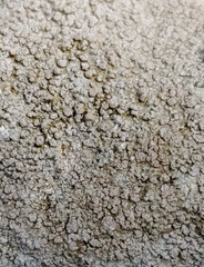 Pertusaria plittiana