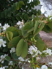 Bauhinia variegata candida