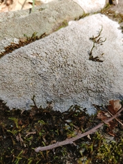 Pertusaria plittiana