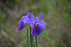 Iris giganticaerulea