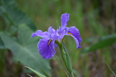 Iris giganticaerulea