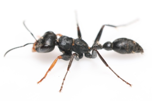 单色伪切叶蚁Pseudomyrmex unicolor