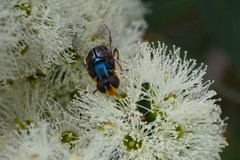 Austalis copiosa
