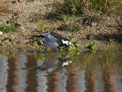 Motacilla alba yarrellii