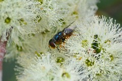 Austalis copiosa