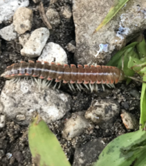 Dicellarius okefenokensis