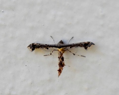 Michaelophorus indentatus