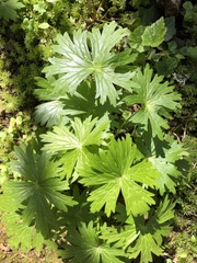Delphinium trolliifolium