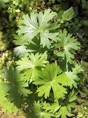 Delphinium trolliifolium