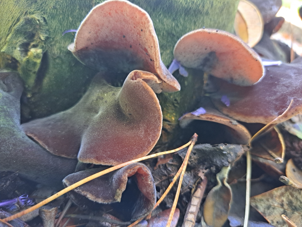Auricularia cornea · April 2026 · photo: © michaela43906 (iNaturalist, CC)