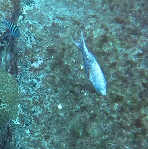 Bodianus brasiliensis